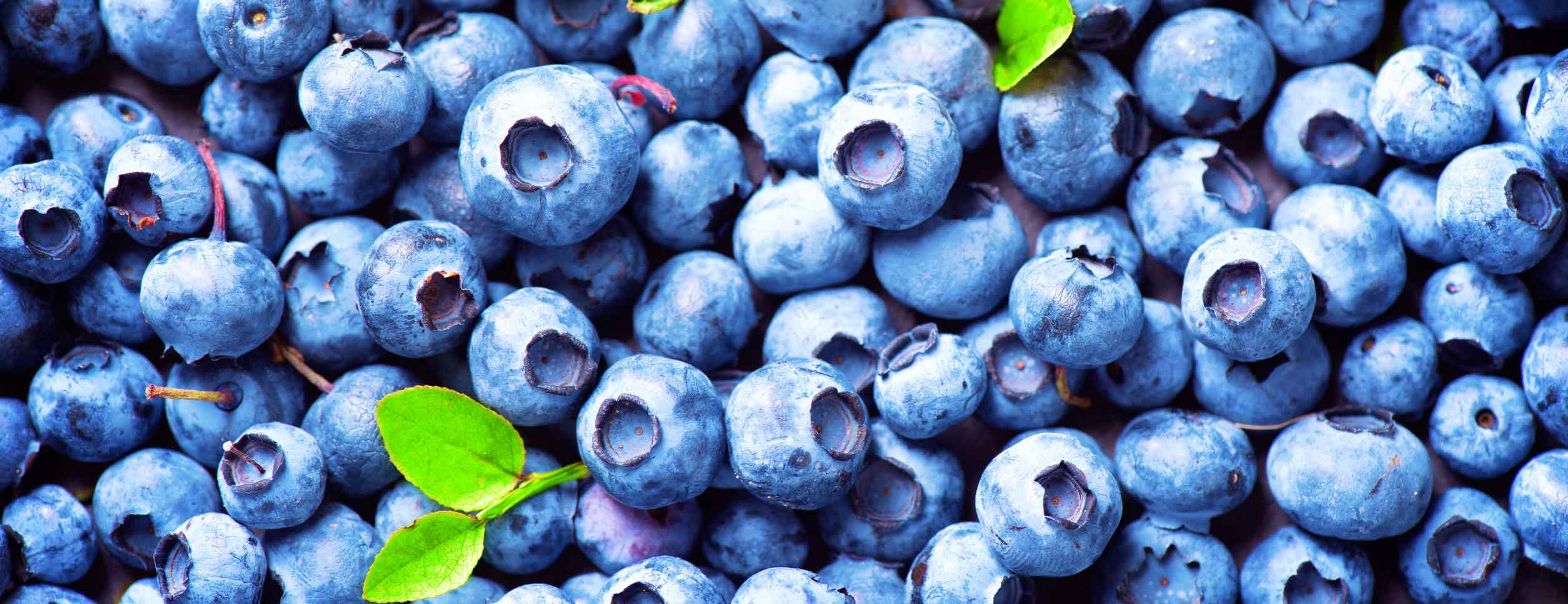Wholesale Michigan Blueberries Crossroads Blueberry Farm