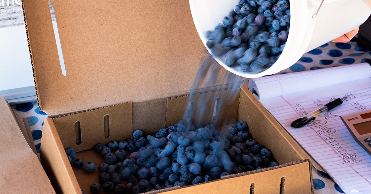 U-Pick Blueberries